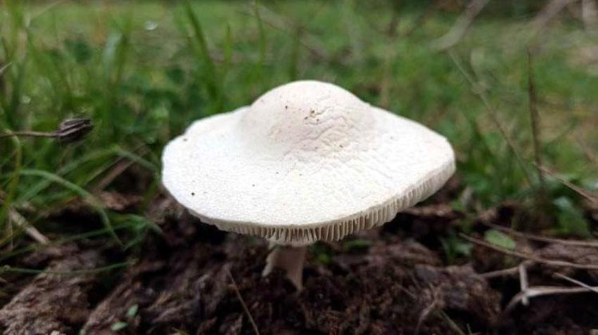 Mantar zehirlenmelerinde ilk 3 güne dikkat