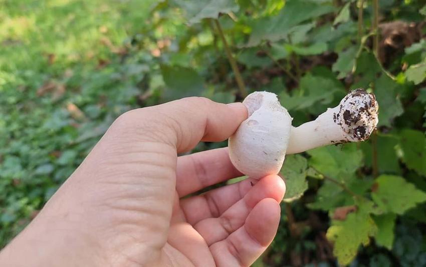 Mantar zehirlenmelerinde ilk 3 güne dikkat