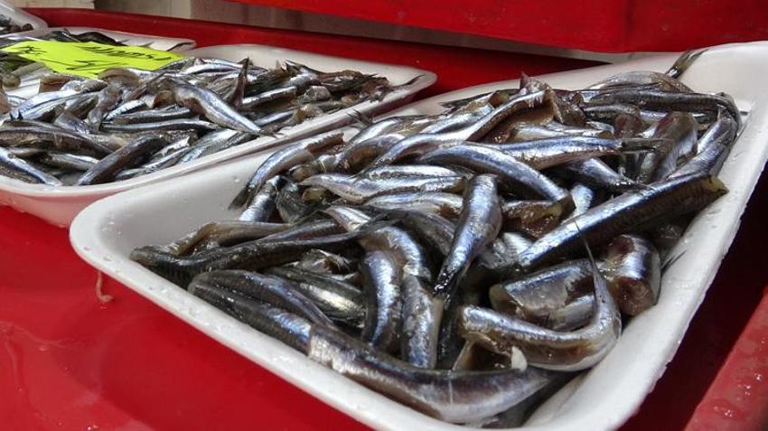 Tezgahlarda hamsi patlaması, yüzde 70 arttı! Fiyatlar düştükçe düşüyor, kilosu 50 lira