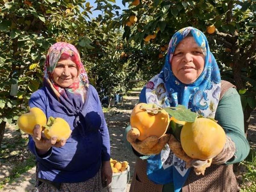 Kilosu 7 lira, kurutulunca 90 liraya yükseliyor! 'Lezzeti daha farklı oluyor'