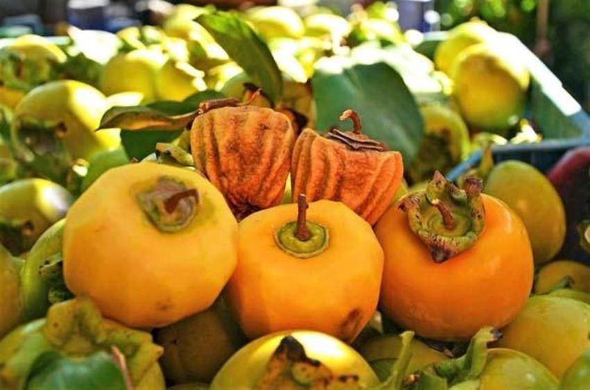 Kilosu 7 lira, kurutulunca 90 liraya yükseliyor! 'Lezzeti daha farklı oluyor'