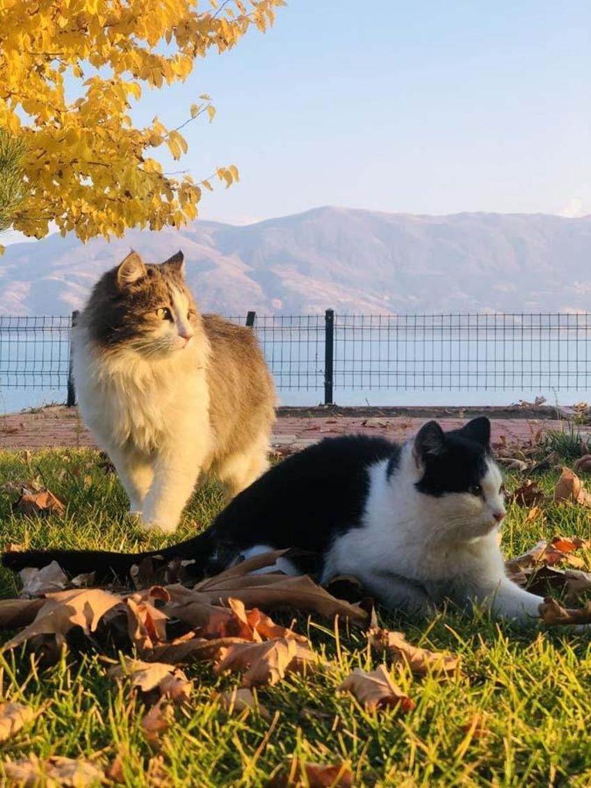 Doğunun gizli denizi Hazar Gölü^'nde sonbahar güzelliği
