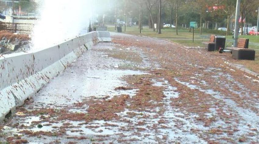 Marmara Bölgesi'nde yaşanan kuvvetli rüzgar hayatı felç etti