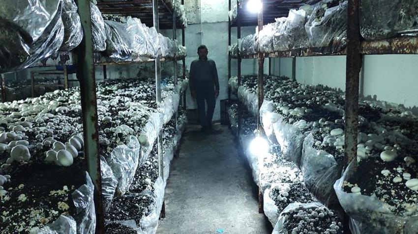 Yılda 3 milyon TL kazanıyor! 400 metrekare alanda yetiştiriyor, kilosu 30 lira