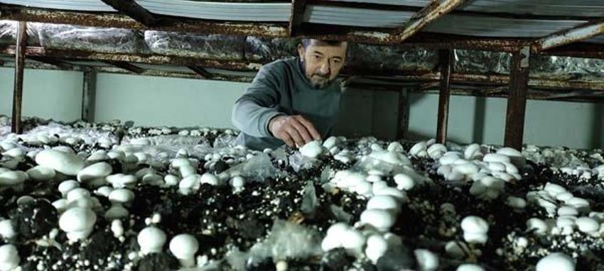 Yılda 3 milyon TL kazanıyor! 400 metrekare alanda yetiştiriyor, kilosu 30 lira