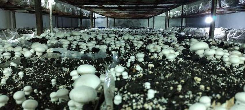Yılda 3 milyon TL kazanıyor! 400 metrekare alanda yetiştiriyor, kilosu 30 lira