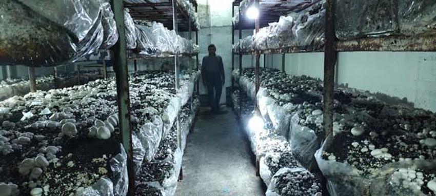 Yılda 3 milyon TL kazanıyor! 400 metrekare alanda yetiştiriyor, kilosu 30 lira