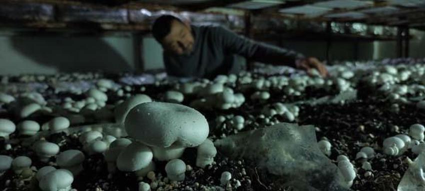Yılda 3 milyon TL kazanıyor! 400 metrekare alanda yetiştiriyor, kilosu 30 lira