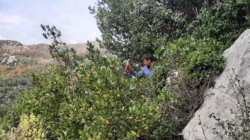 Ormanın definesi için hasat zamanı! 7 köyün geçim kaynağı oldu...