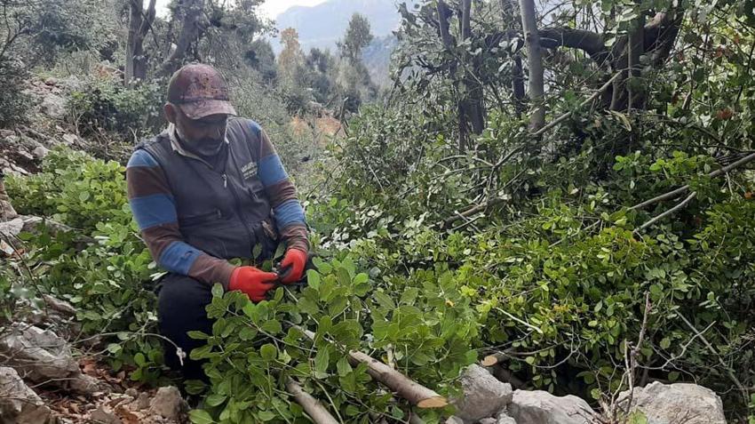 Ormanın definesi için hasat zamanı! 7 köyün geçim kaynağı oldu...