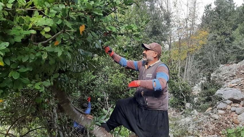 Ormanın definesi için hasat zamanı! 7 köyün geçim kaynağı oldu...