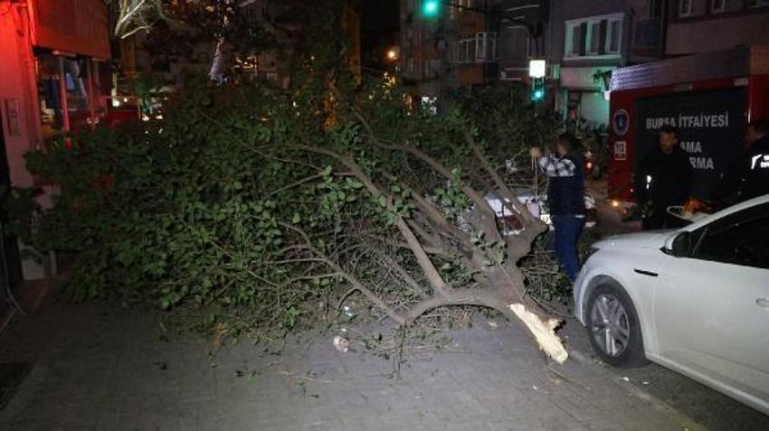 Şiddetli lodosun etkisiyle kırılan ağaç, park halindeki otomobilin üzerine düştü