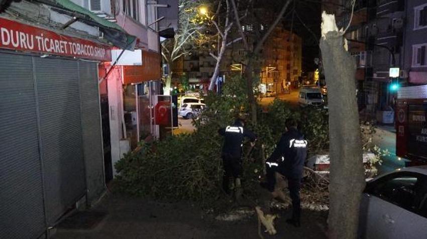 Şiddetli lodosun etkisiyle kırılan ağaç, park halindeki otomobilin üzerine düştü