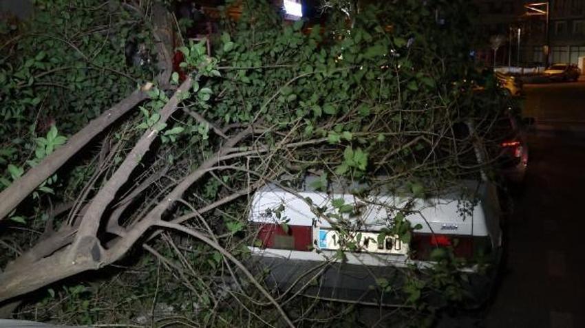 Şiddetli lodosun etkisiyle kırılan ağaç, park halindeki otomobilin üzerine düştü