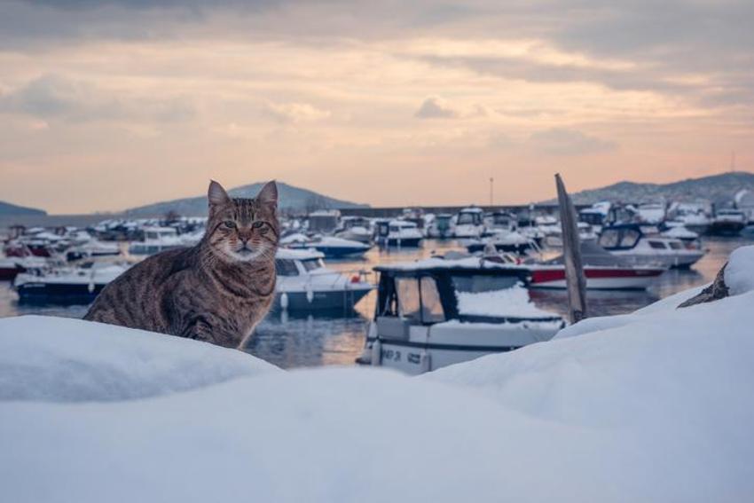 İstanbul'a çok kuvvetli kar geliyor! Sıcaklık 10 derece düşecek, Meteoroloji il il son dakika duyurdu