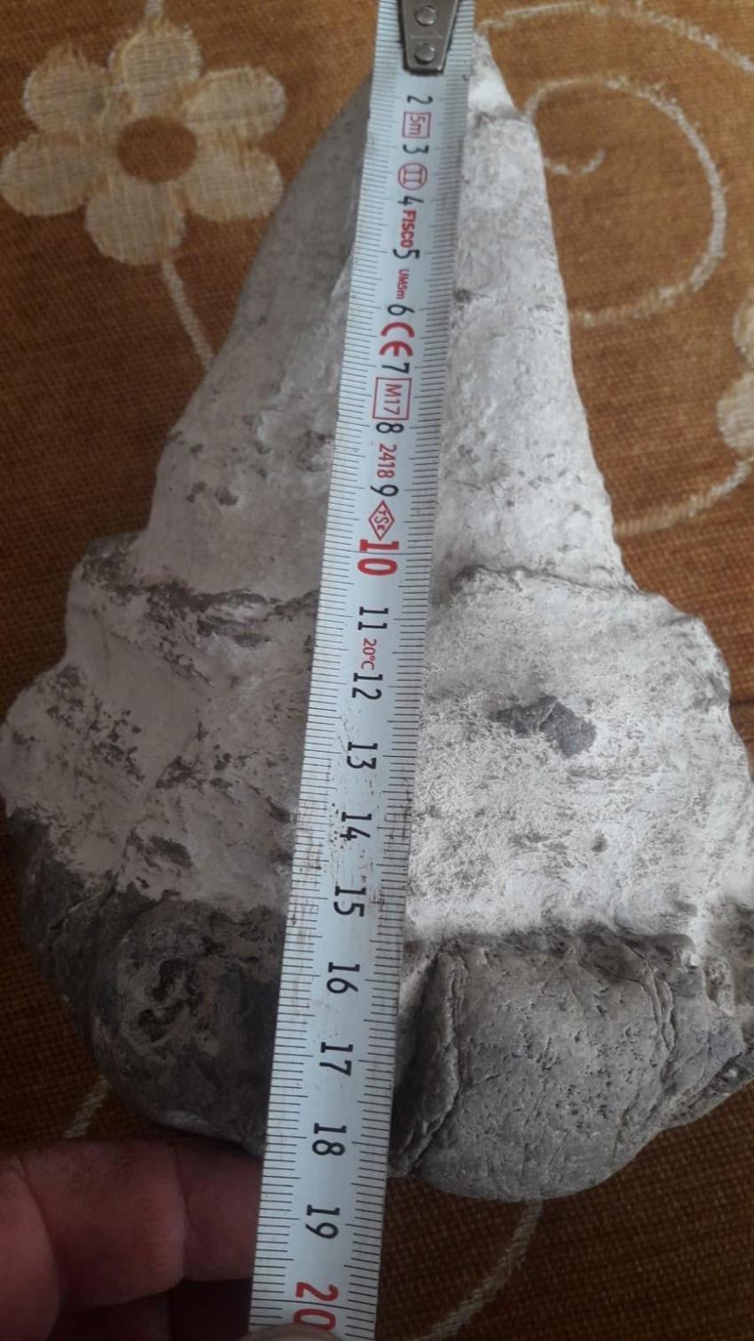 20 milyon yıllık megalodon dişi Elbistan'da bulundu