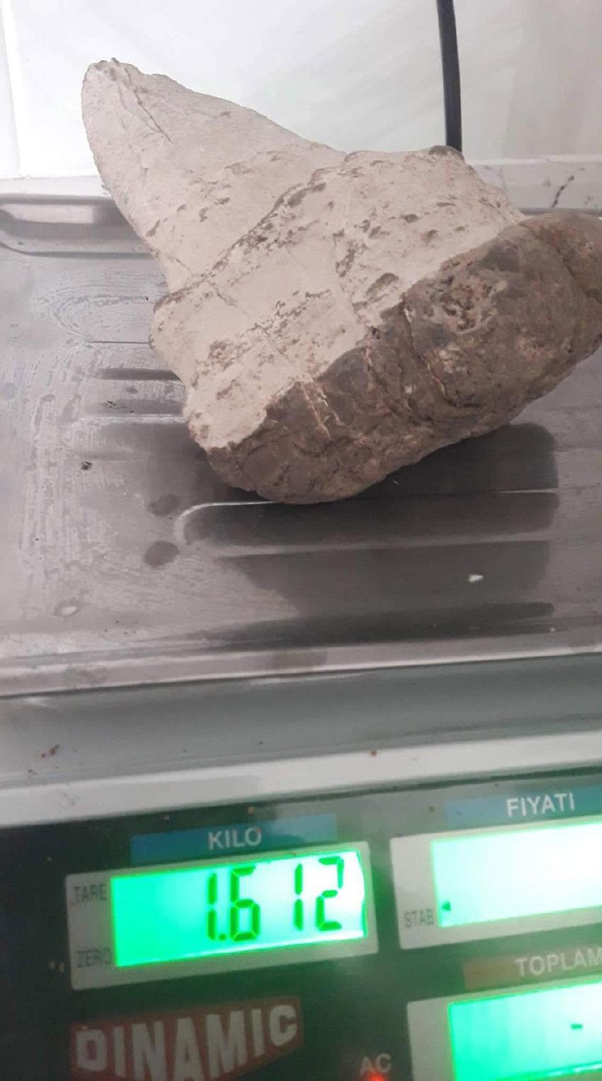 20 milyon yıllık megalodon dişi Elbistan'da bulundu