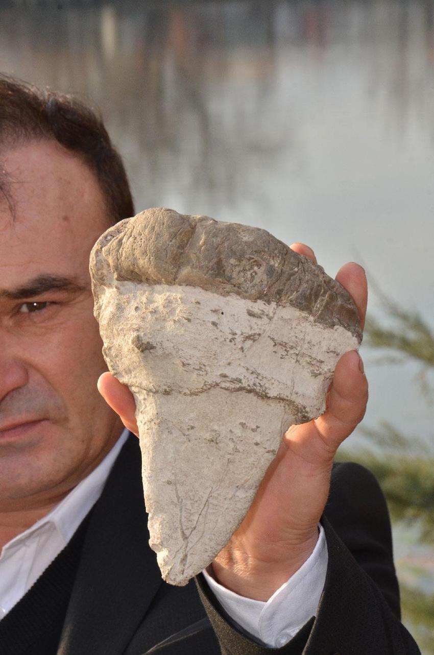 20 milyon yıllık megalodon dişi Elbistan'da bulundu