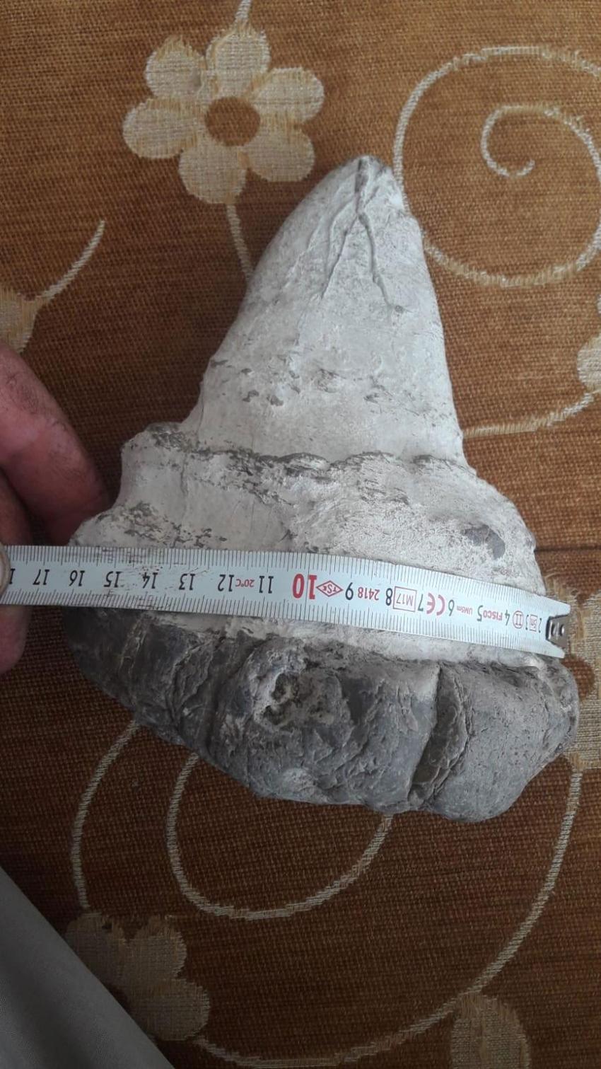 20 milyon yıllık megalodon dişi Elbistan'da bulundu