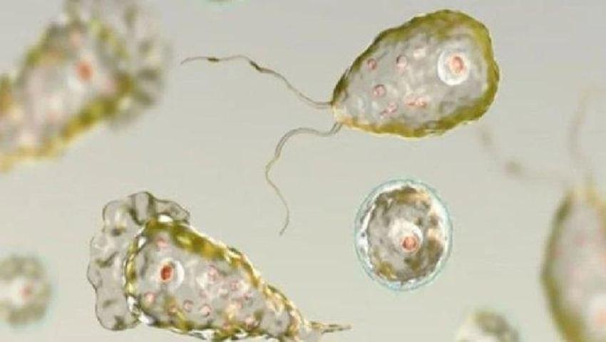  Beyin yiyen amip nedir, Türkiye’de var mı? Güney Kore Beyin yiyen amip nasıl bulaşır, nerede bulunur, Negleria fowler belirtileri neleri, tedavisi var mı?