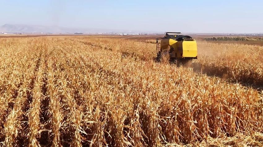 Türkiye'de bir ilk! Tarımda yeni uygulama hayata geçiyor