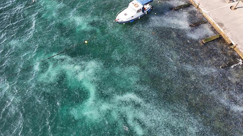İstanbul Boğazı'nı istila ettiler! Sahil beyaza büründü, gören şoke oldu