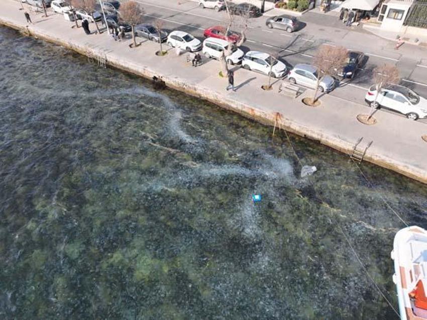İstanbul Boğazı'nı istila ettiler! Sahil beyaza büründü, gören şoke oldu