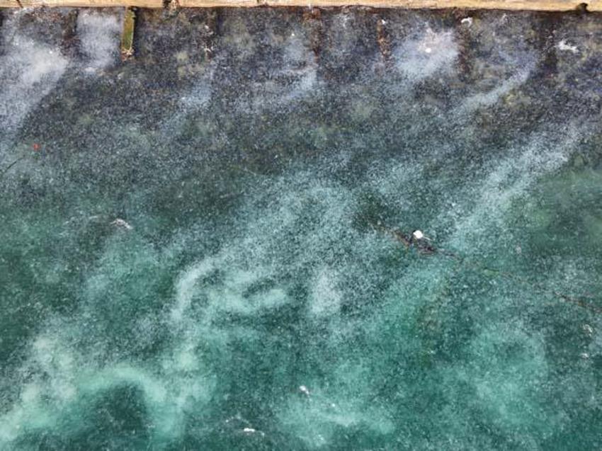 İstanbul Boğazı'nı istila ettiler! Sahil beyaza büründü, gören şoke oldu
