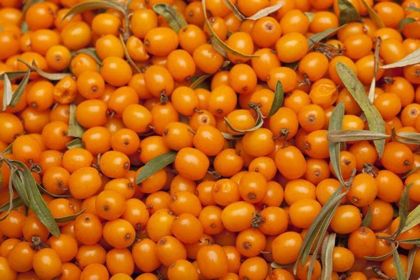 Tansiyon ve kolesterol ile savaşıyor! Tam bir şifa deposu, kan tahlilinde direkt çıkıyor