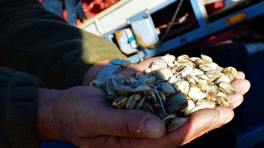 Kum midyesinden her gün tonlarca  avlayıp, dünyanın dört bir yanına ihraç ediyorlar