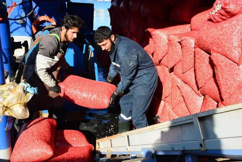 Kum midyesinden her gün tonlarca  avlayıp, dünyanın dört bir yanına ihraç ediyorlar