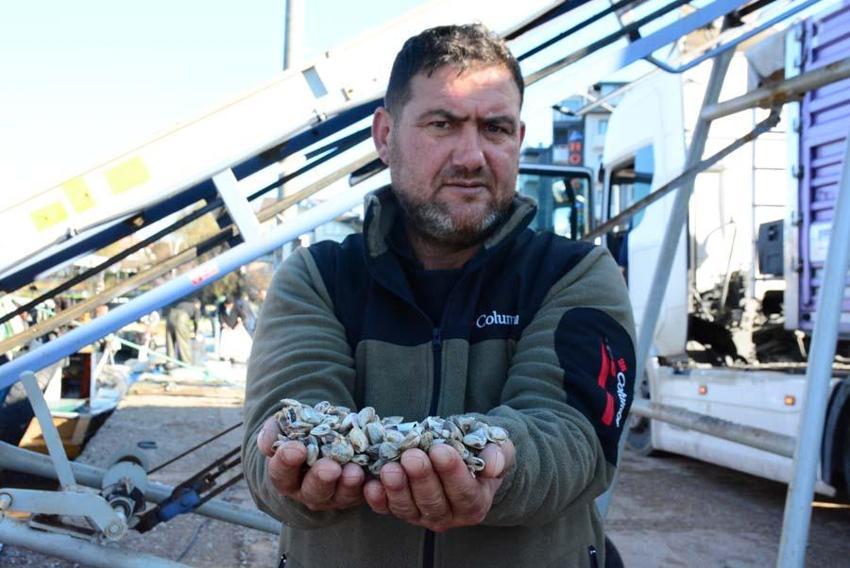 Kum midyesinden her gün tonlarca  avlayıp, dünyanın dört bir yanına ihraç ediyorlar