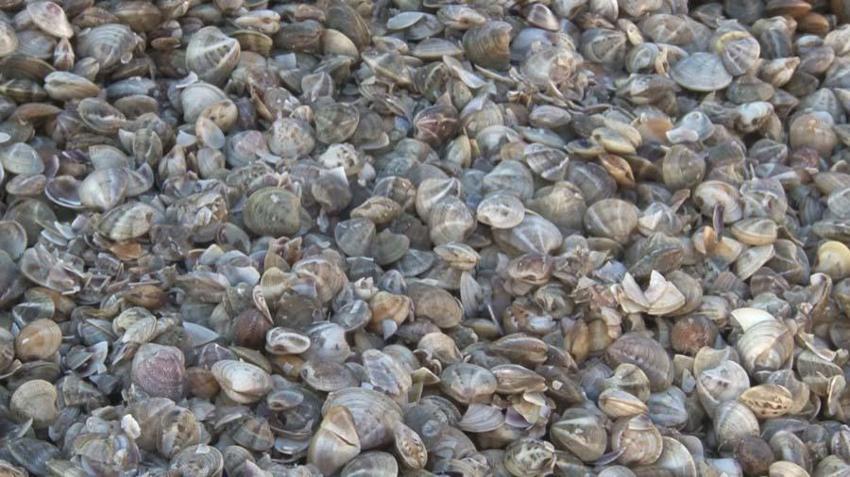 Kum midyesinden her gün tonlarca  avlayıp, dünyanın dört bir yanına ihraç ediyorlar