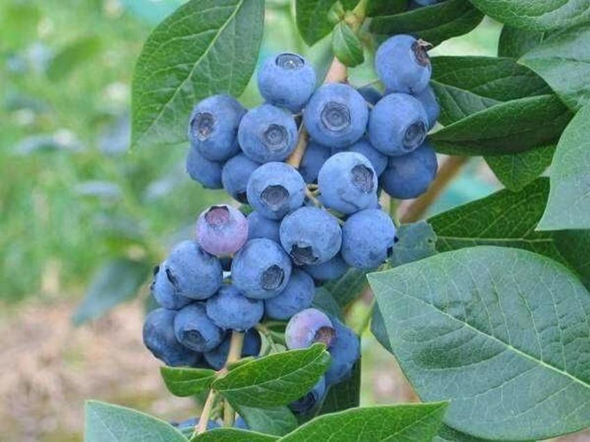 Tıkalı damarların düşmanı 5 besini mutfağınızdan eksik etmeyin!