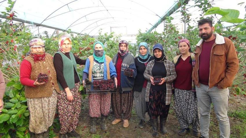 Yılın ilk karadut hasadı yapıldı! Kilo fiyatı ortaya çıktı