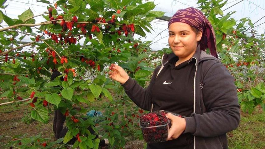 Yılın ilk karadut hasadı yapıldı! Kilo fiyatı ortaya çıktı