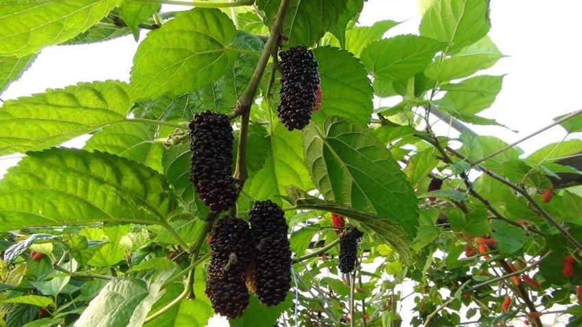 Yılın ilk karadut hasadı yapıldı! Kilo fiyatı ortaya çıktı