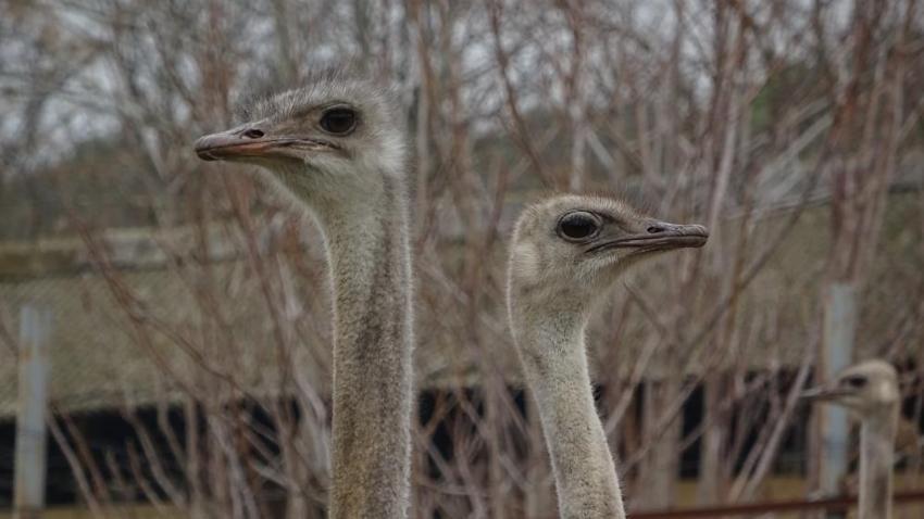 Sıcak hava genetiklerini değiştirdi! Kışın yumurtlamaya başladılar