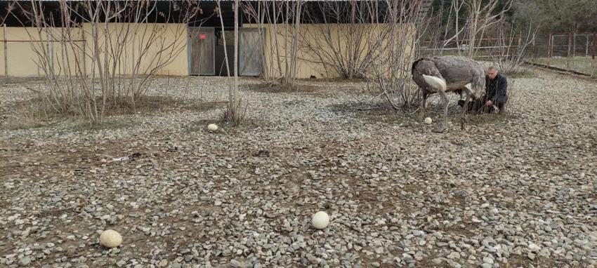Sıcak hava genetiklerini değiştirdi! Kışın yumurtlamaya başladılar