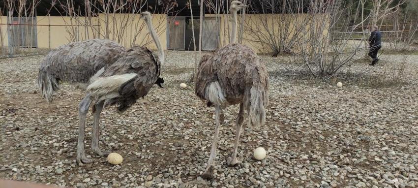 Sıcak hava genetiklerini değiştirdi! Kışın yumurtlamaya başladılar