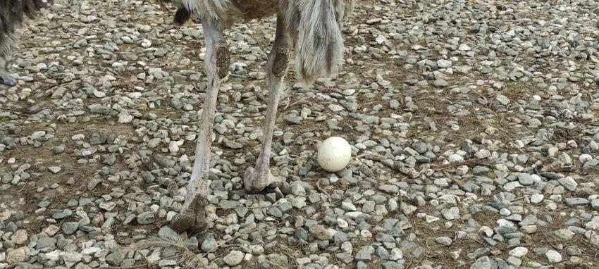 Sıcak hava genetiklerini değiştirdi! Kışın yumurtlamaya başladılar
