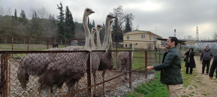 Sıcak hava genetiklerini değiştirdi! Kışın yumurtlamaya başladılar