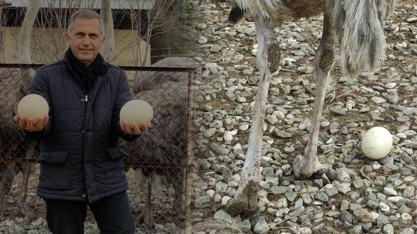 Sıcak hava genetiklerini değiştirdi! Kışın yumurtlamaya başladılar