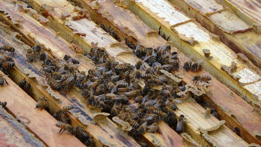 Küresel ısınma 'arıları' da etkiledi! Uyuması gerekirken uçuyorlar