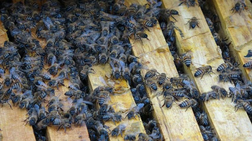 Küresel ısınma 'arıları' da etkiledi! Uyuması gerekirken uçuyorlar