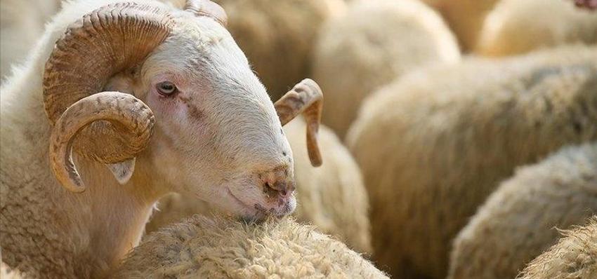 2023 Kurban Bayramı hangi güne denk geliyor? Kurban Bayramı 1. gün hangi tarihte?