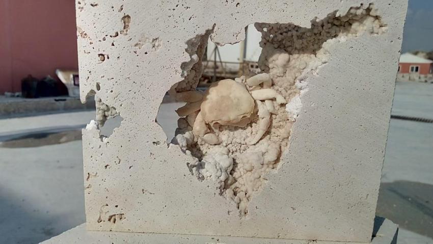 Denizli'de travertenin içinden milyonlarca yıllık hayvan fosilleri çıktı