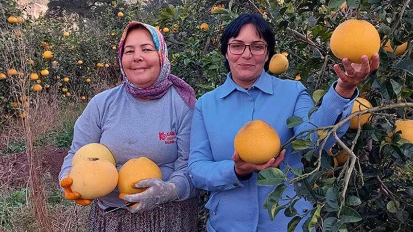Kilosu 7 liradan satılıyor! Görenler inanamıyor, ağaçta yetişiyor