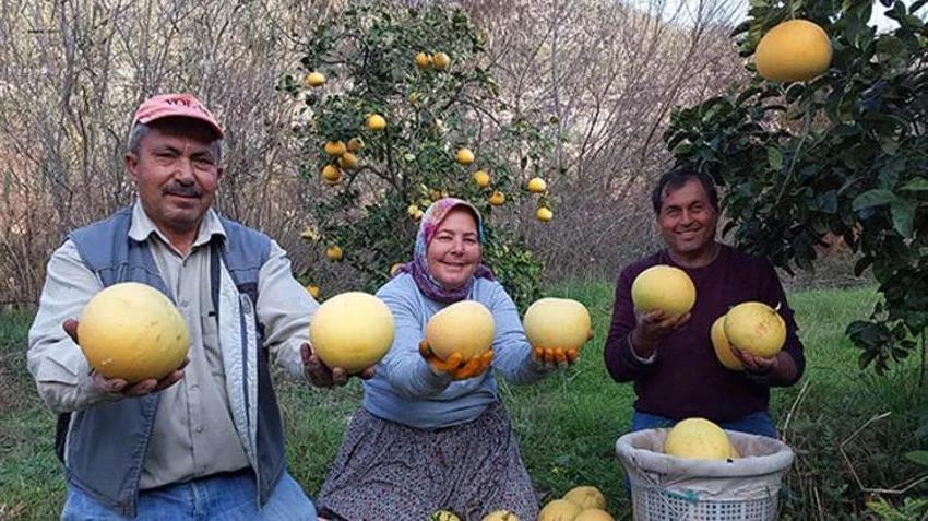 Kilosu 7 liradan satılıyor! Görenler inanamıyor, ağaçta yetişiyor