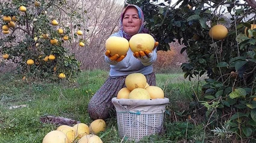Kilosu 7 liradan satılıyor! Görenler inanamıyor, ağaçta yetişiyor
